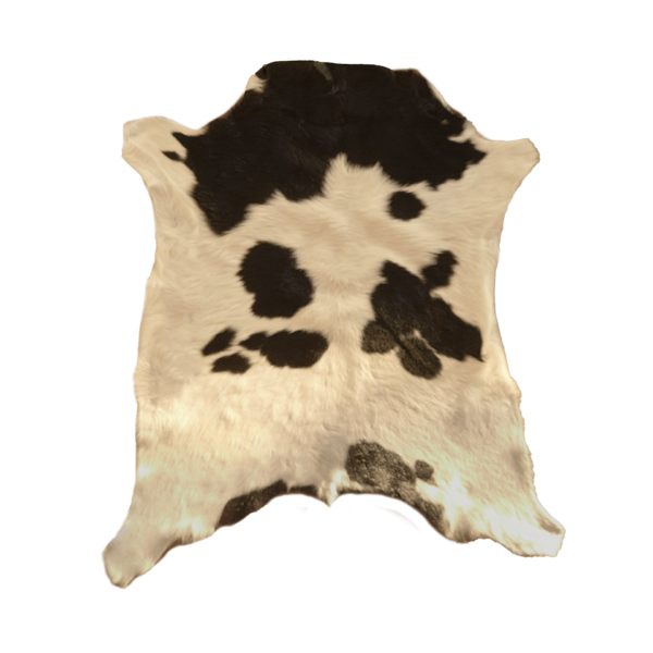 CALF White Belly #2